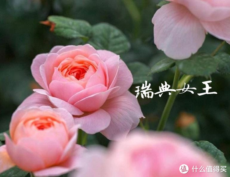 【618】马上618了，来给大家种一个养月季的草～