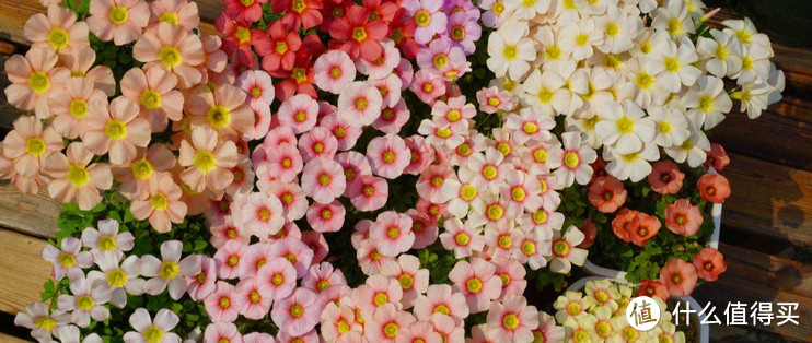 春天来啦!6个种花必备小工具,用过才知道没它不行