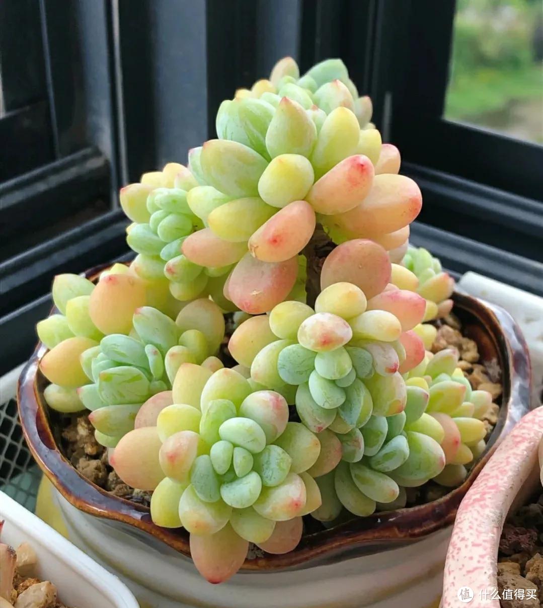多肉到底能不能养？爆火后的“清醒”需深思，听听老花匠的大实话