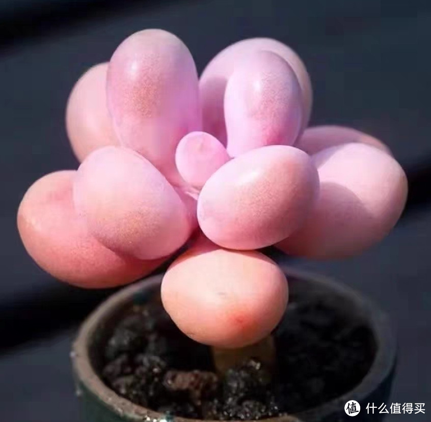 多肉植物大盘点，惹人喜爱的十种多肉植物简单介绍，仅建议收藏。