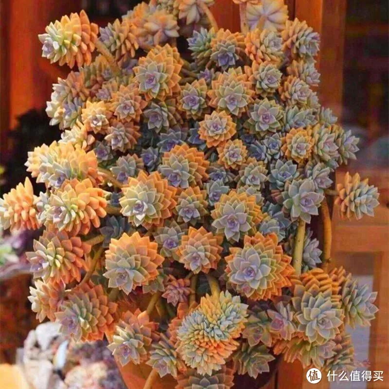 被称为“开花机器”的5款多肉,夏季高温要“虐养”,越虐越开花