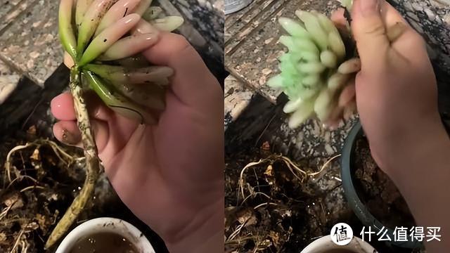 重庆小姑娘,因“多肉换土视频”走红,网友:太惨了,种了个寂寞