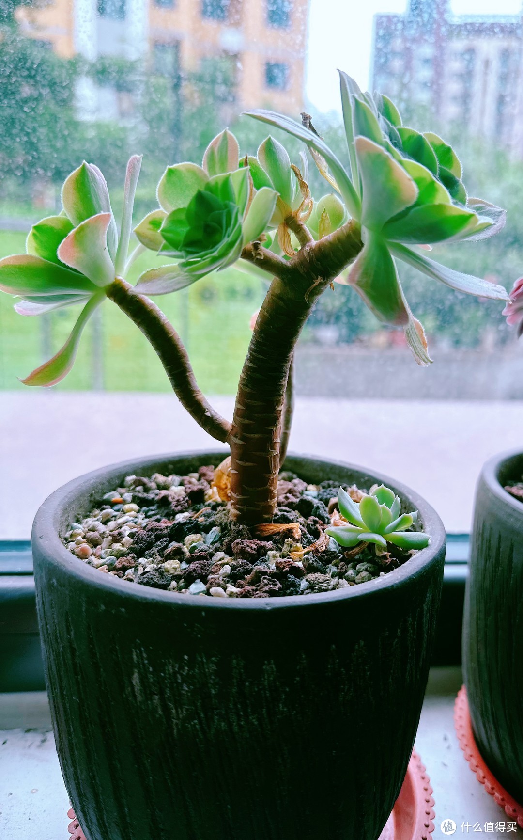 超级适合办公室养殖的多肉植物