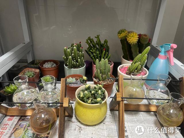 入秋后,又到了栽培多肉的好时机,要少做4件“蠢事”