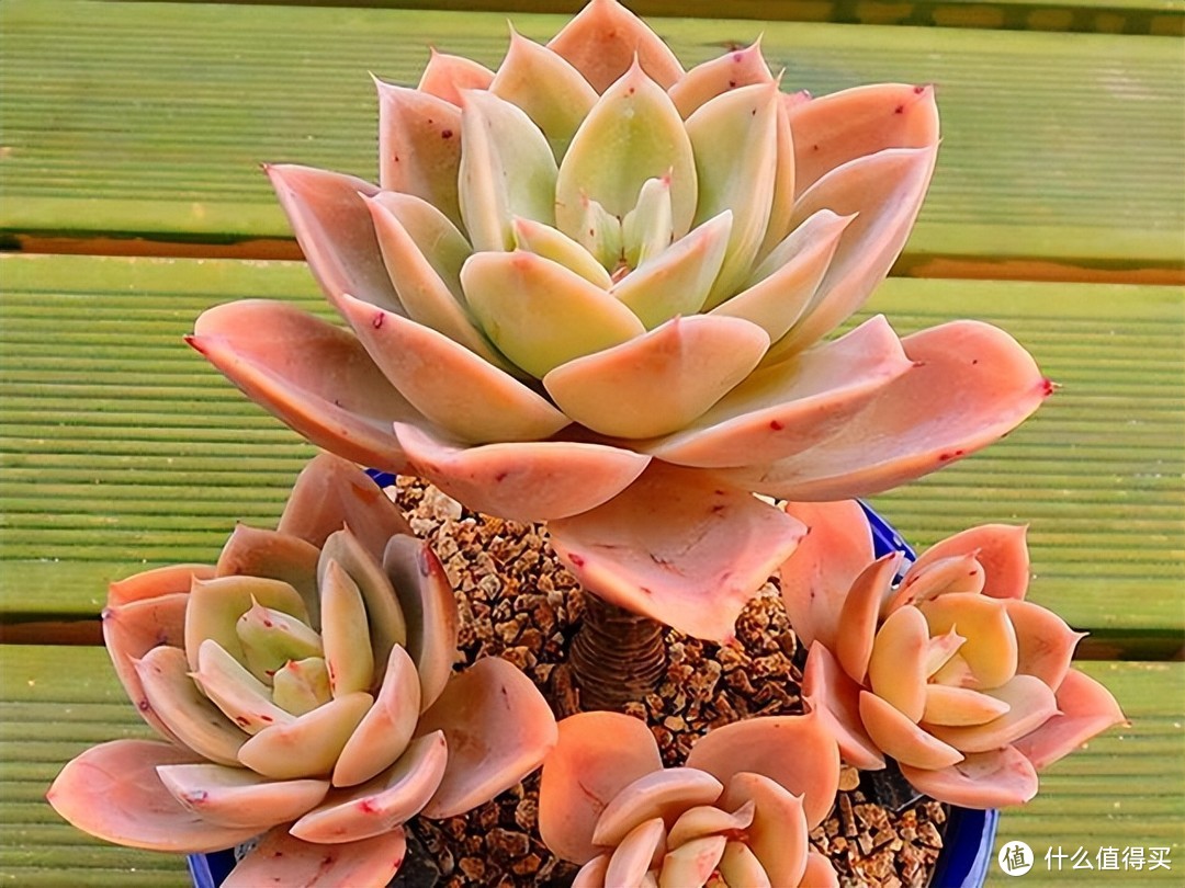 曾经风靡一时的多肉，为何如今被抛弃，原因很简单，一说都懂