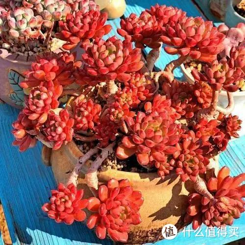 给多肉上盆,牢记这5个方面,服盆更快,更容易出状态