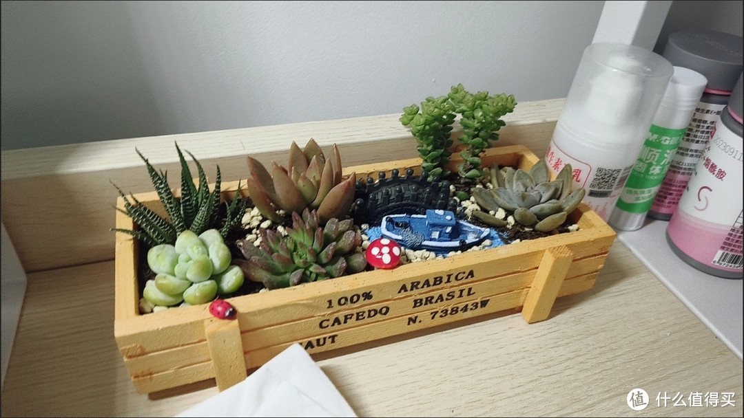 桌面绿植让你的办公室更美好!