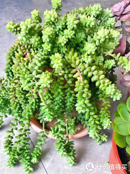 多肉植物「虹之玉」:如何快速繁殖,打造属于自己的多肉植物花园?