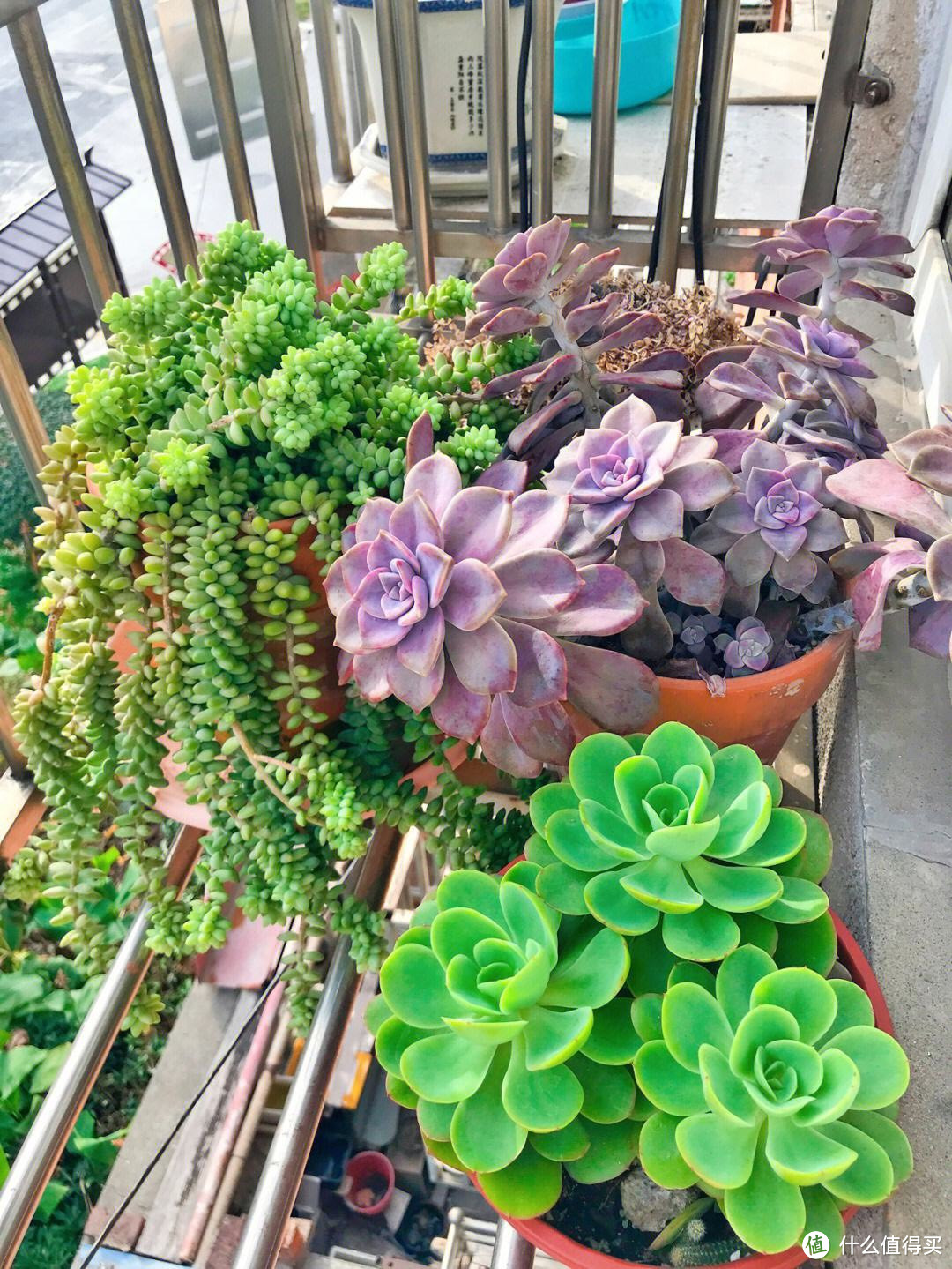 多肉植物「虹之玉」:如何快速繁殖,打造属于自己的多肉植物花园?