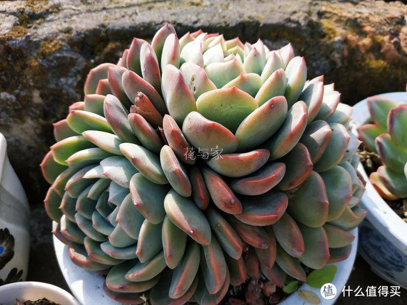 多肉多少天浇一次水？这是个伪命题，4个判断方法，多肉科学浇水