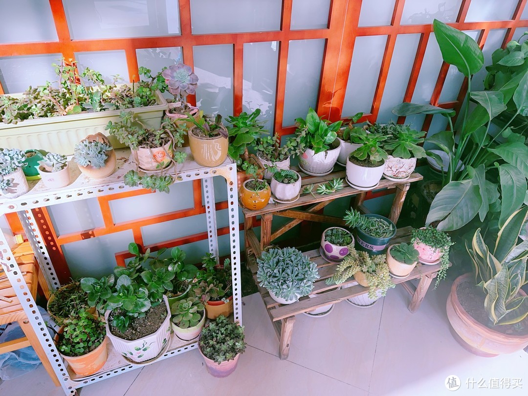 多肉植物大揭秘！物业里的绿色小精灵