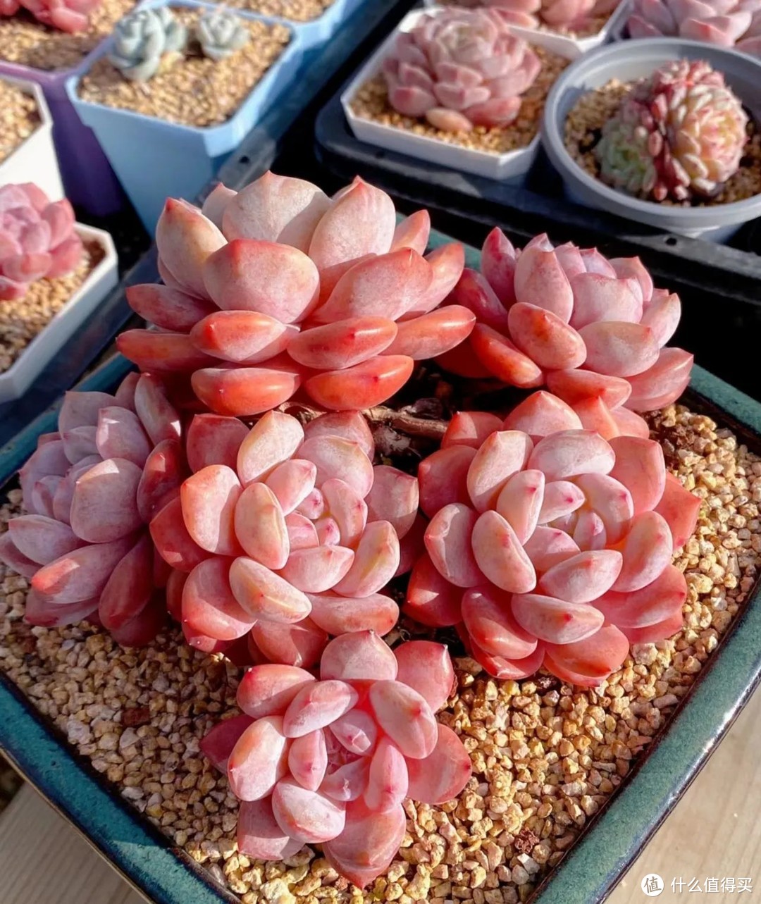 多肉最爱喝“1种水”，15天喂1杯，根壮叶肥，养成“小胖墩”