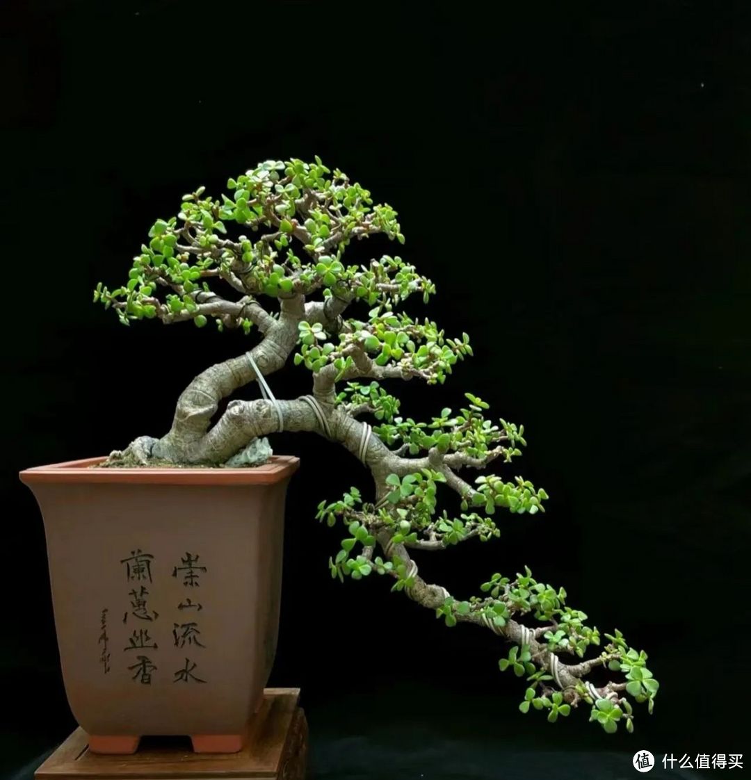 注意!这4种人不能养金枝玉叶,你是否也在其中?