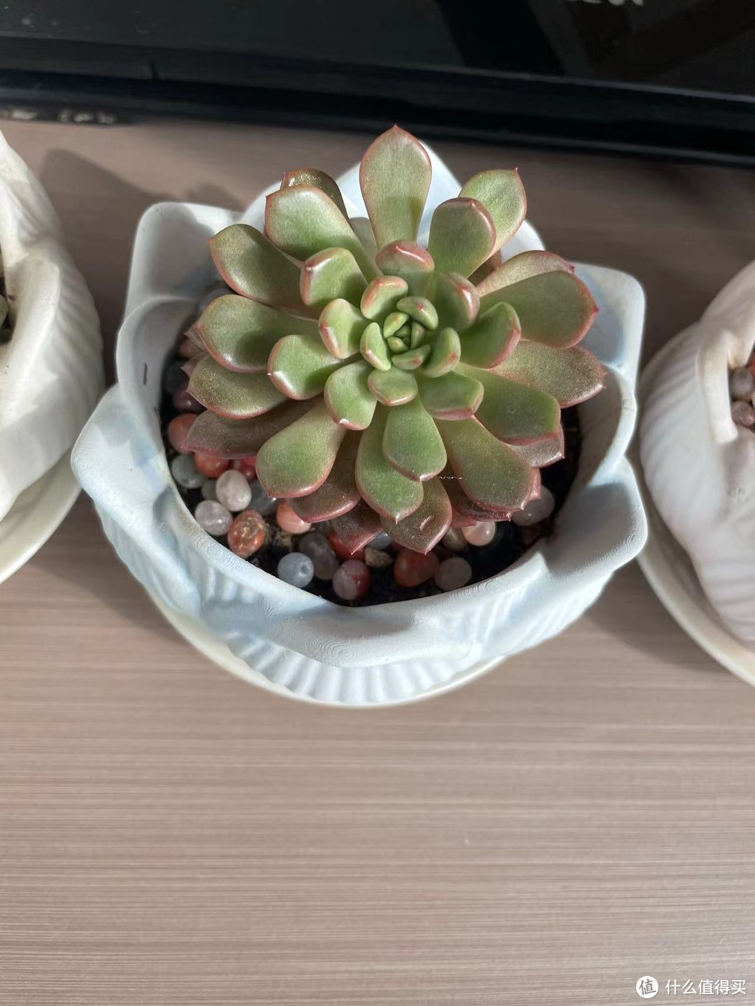 多肉植物达人必备！超实用养护秘籍大公开