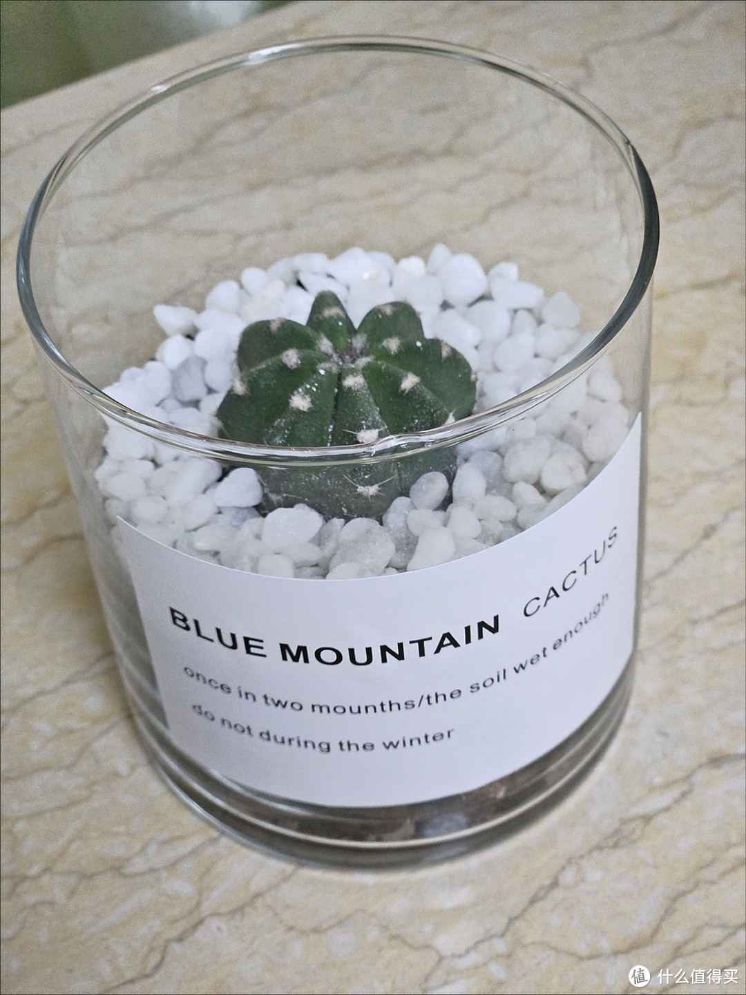 室内植物达人必备：超实用绿植挑选指南！